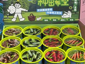 种出希望油桶种植盆栽（蔬果）