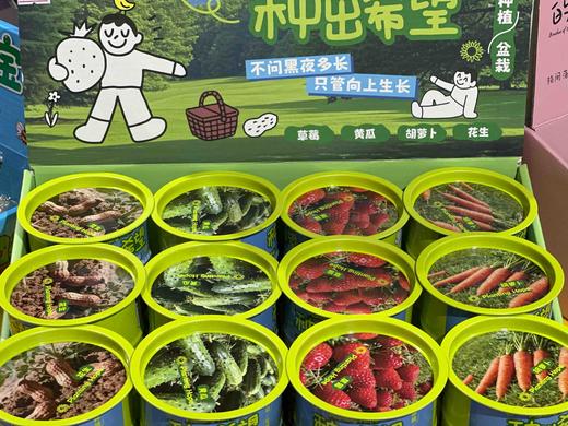 种出希望油桶种植盆栽（蔬果） 商品图0