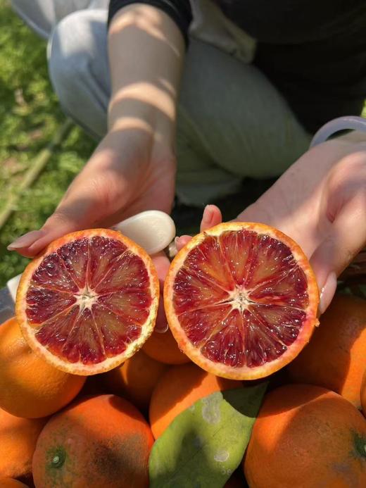 【会员21.5/4颗】李子妃重庆垫江长寿湖血橙 商品图7