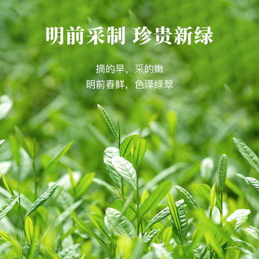 【2026年春茶】八马茶业丨明前特级雀舌绿茶伴手礼茶叶正品官方旗舰店 商品图3
