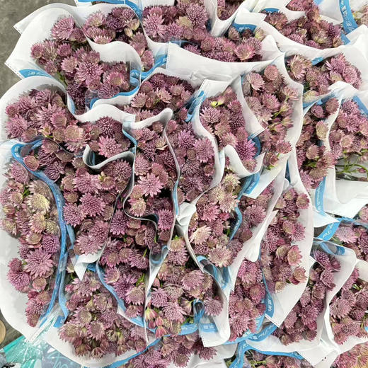 星芹.粉紫色 商品图2