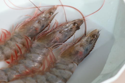 【叔贵专属】桑塔厄瓜多尔虾 1.65kg/盒 20-30规格   盐冻处理，原盒进口，拒绝二次分装，拒绝泡药，老人小孩都能吃！ 商品图1