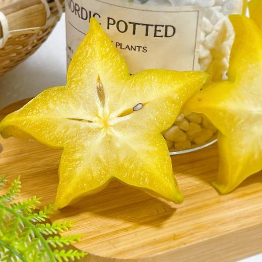 【树熟杨桃 】产自福建漳州，精心种植，人工采摘，清甜少渣，脆爽多汁 商品图0