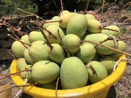 海南金煌芒 8斤礼盒顺丰/京东随机   10斤礼盒顺丰/京东随机 商品图2