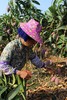【树上熟贵妃芒】肉厚核薄 甜香满溢，甜度可达15-20度，新鲜采摘，自然成熟 CC 商品缩略图7