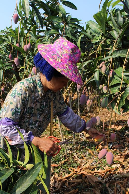【树上熟贵妃芒】肉厚核薄 甜香满溢，甜度可达15-20度，新鲜采摘，自然成熟 CC 商品图7