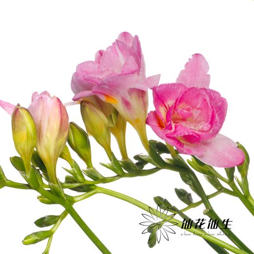 配花 | 小苍兰蜜月 商品图2