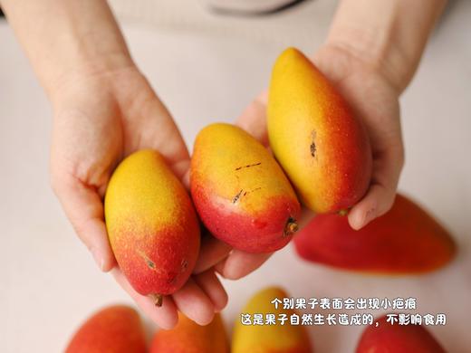 【树上熟贵妃芒】肉厚核薄 甜香满溢，甜度可达15-20度，新鲜采摘，自然成熟 CC 商品图9