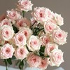 【AB级星悦宝贝多头玫瑰.第二件减10元】5支/份 长约60cm 商品缩略图0
