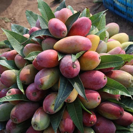 【抢鲜吃❗️19.9秒5斤🔥海南贵妃芒】爆甜多汁，细腻滑嫩，皮薄核小，正宗水果芒果大非大青芒玉芒核薄多汁味甜 商品图3