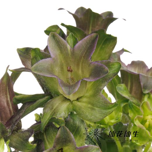 配花 | 风铃花牛奶淡紫 商品图6