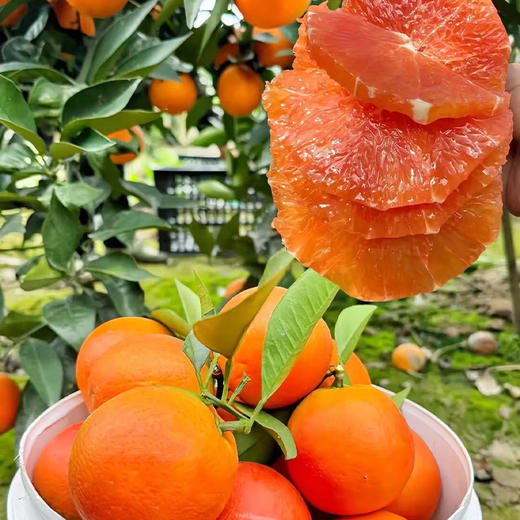 鑫勇泰 中华红橙 5斤大果彩箱/中华红橙10斤大果彩箱（果子净重9斤）秭归 商品图0