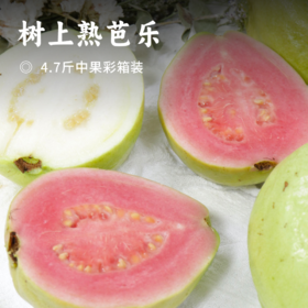 树上熟芭乐 | 红白双拼 冰淇淋般丝滑  轻食界新宠 入口软糯温润 色如奶油 不催熟不打膨大剂 原汁原味