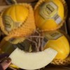 绣球瓜 商品缩略图2