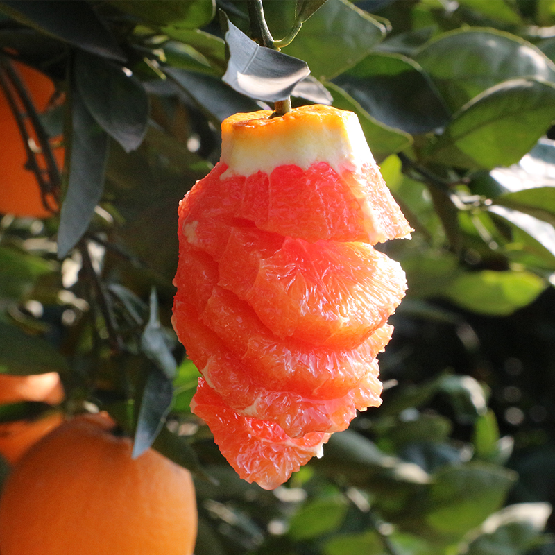 【中华红橙】 产自被誉为“中国脐橙之乡”的湖北秭归， 红润诱人，清爽润口，恰到好处酸甜，果肉晶莹剔透，粒粒分明，像一颗颗艳丽的红宝石