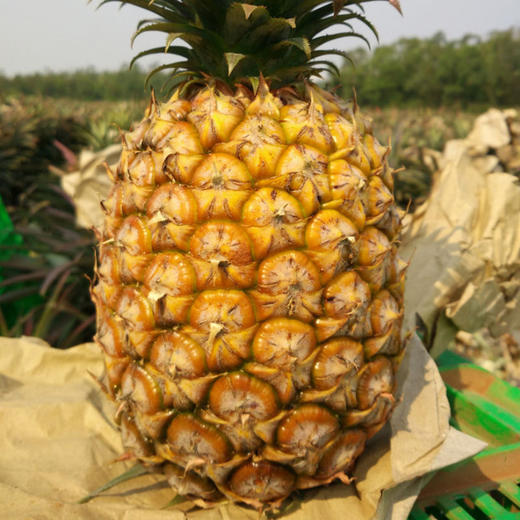 【当季抢鲜吃❗️19.9秒3斤🔥海南金钻凤梨】现摘现发，金黄诱人，香甜扑鼻，无需挖孔，无需泡盐水，去皮即食！水果手撕凤梨新鲜无眼台湾香水菠萝 商品图3