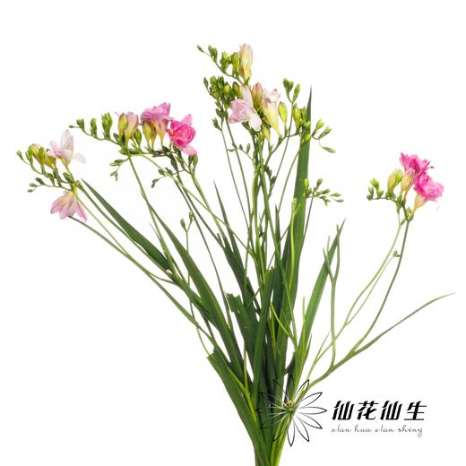 配花 | 小苍兰蜜月 商品图3