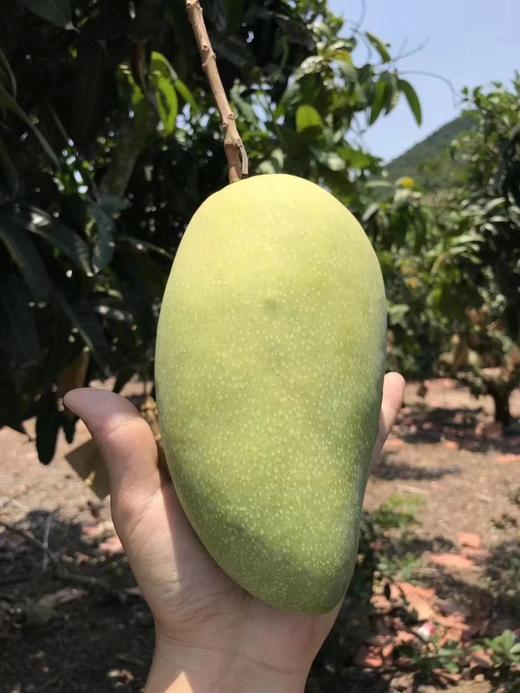 海南金煌芒 8斤礼盒顺丰/京东随机   10斤礼盒顺丰/京东随机 商品图1