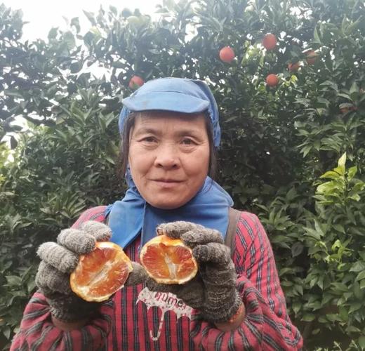 重庆塔罗科血橙，新鲜现摘，果肉饱满多汁，来一颗解解腻！ 商品图0