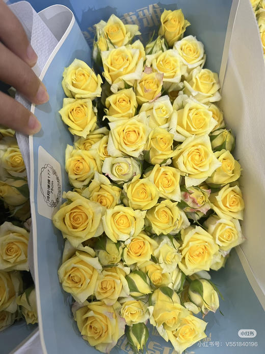 多头玫娃娃公主 商品图1