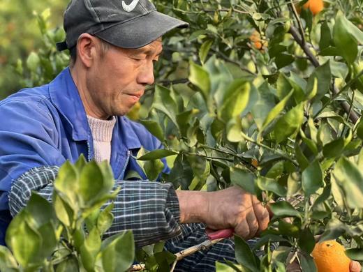 【会员21.5/4颗】李子妃重庆垫江长寿湖血橙 商品图6