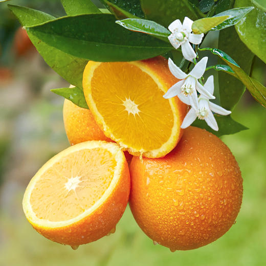 【宜昌助农馆】峡江秭归伦晚脐橙  鲜橙头茬上市 多规格可选 商品图4