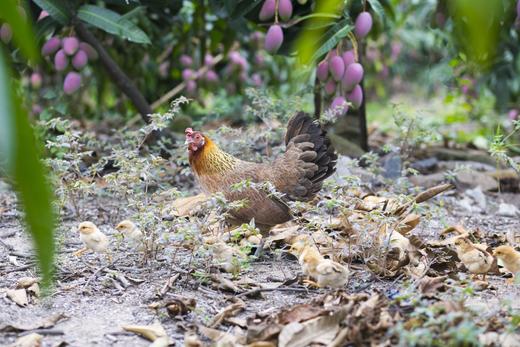 【树上熟贵妃芒】肉厚核薄 甜香满溢，甜度可达15-20度，新鲜采摘，自然成熟 CC 商品图5