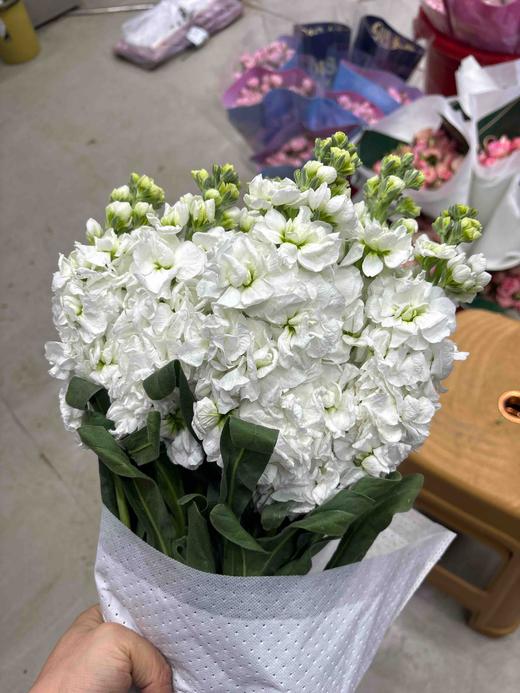 紫罗兰白89/10扎 商品图1