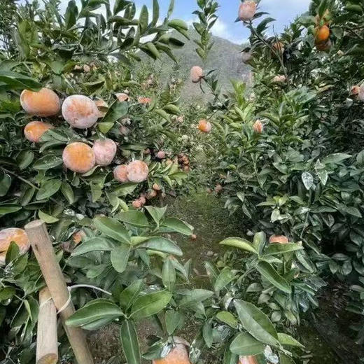 广西茂谷柑（脏脏柑）新鲜沃柑橘新鲜到爆！皮薄肉嫩，汁多味甜，吃一口就爱上！ 商品图5