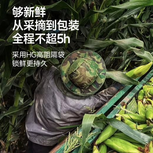 [屁侠推荐]下厨房 双生蜜糯玉米 北京农科院玉米研究中心新品种  220g/根 周四 商品图3