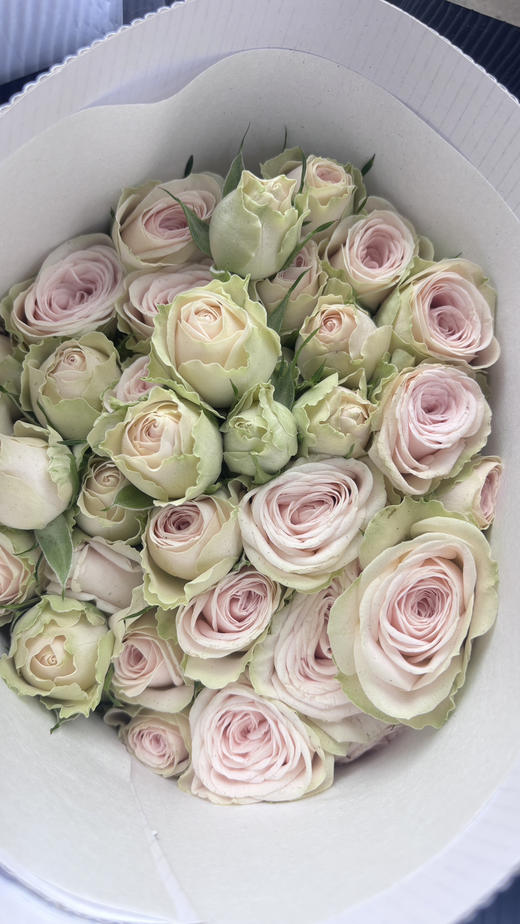 【方德多头玫瑰】寿司 10枝 （新品） 商品图1