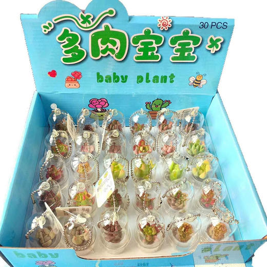 多肉宝宝 商品图0
