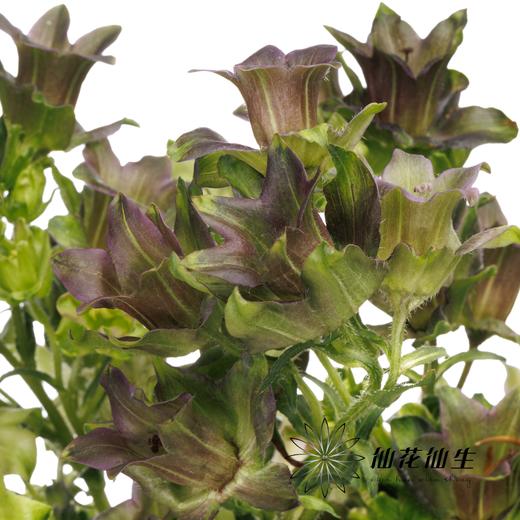 配花 | 风铃花牛奶淡紫 商品图3