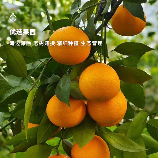 企鹅市集|浙江象山 黄美人 家庭装/礼盒装可选 柔嫩多汁 清新甜蜜 商品图4