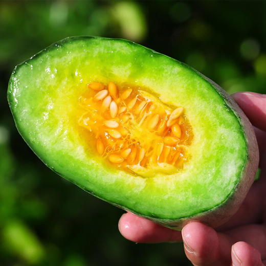 【会员13.9/斤】 蜜园18号羊角蜜甜瓜 切块请备注 商品图1