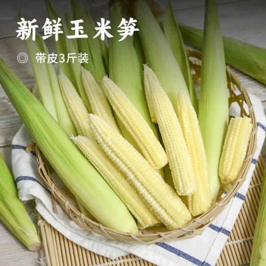 新鲜玉米笋 | 鲜嫩迷你玉米芯 自然种植 颗粒饱满果形修长 入口香脆清甜 清新百搭素食 吃法多样 商品图0