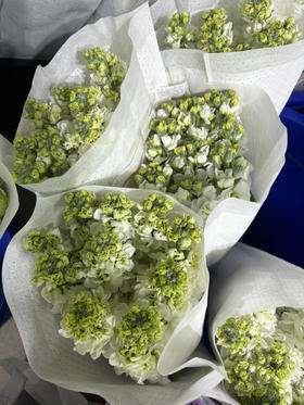 紫罗兰白89/10扎