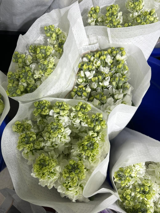 紫罗兰白89/10扎 商品图0