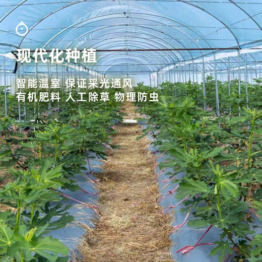 企鹅市集|海南 芭劳奈无花果 大芭无花果 软糯迷人 甜蜜焦糖香 商品图3