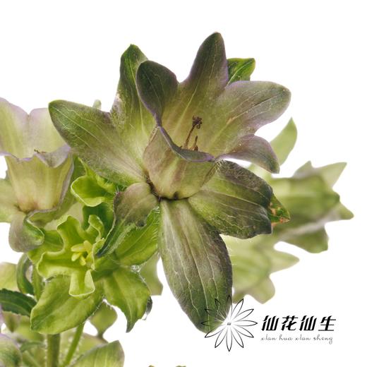 配花 | 风铃花牛奶淡紫 商品图0