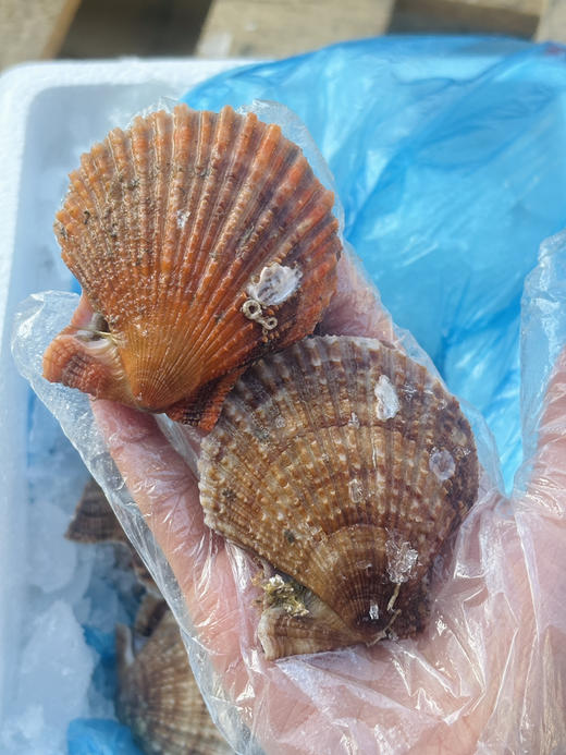 乳山栉孔小扇贝 商品图2