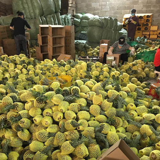 【当季抢鲜吃❗️19.9秒3斤🔥海南金钻凤梨】现摘现发，金黄诱人，香甜扑鼻，无需挖孔，无需泡盐水，去皮即食！水果手撕凤梨新鲜无眼台湾香水菠萝 商品图4