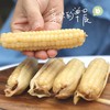 【产地直发包邮】听甜—西双版纳白糯拇指玉米 商品缩略图0