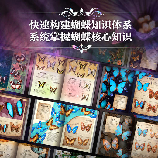 《世界蝴蝶全书》四项专属赠品，一部蝴蝶图鉴+蝴蝶知识百科+蝴蝶观察指南，全书收录了800多种蝴蝶，2300多幅高清插图 商品图5