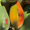 伟诗优选 | 牛奶木瓜 商品缩略图6