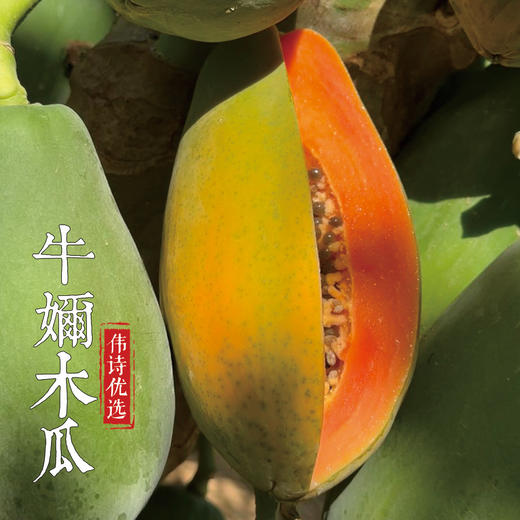 伟诗优选 | 牛奶木瓜 商品图6