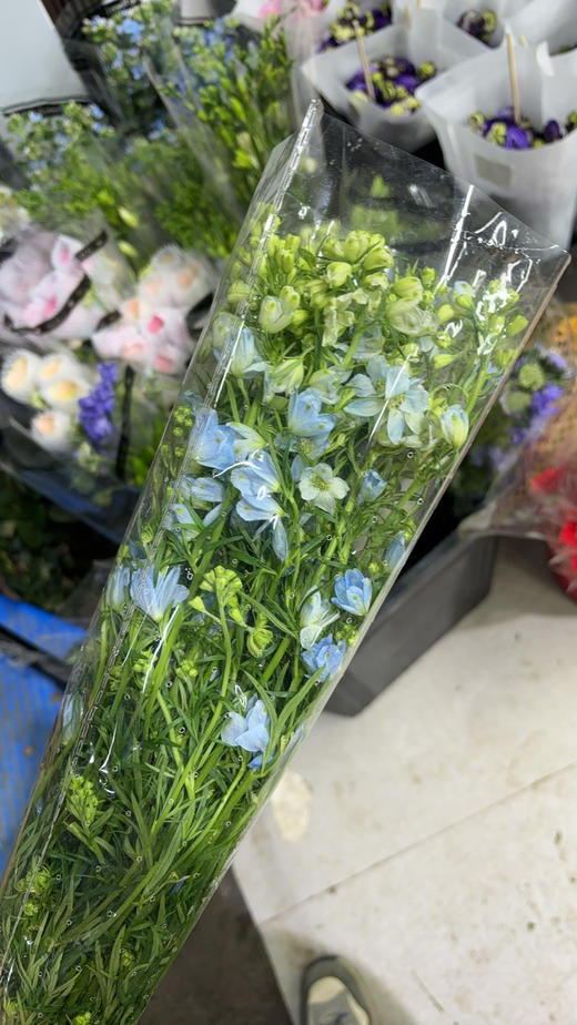 小飞燕 商品图6