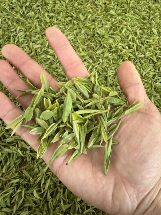 【节目专享】明前龙井头采手炒品质极佳 商品图4