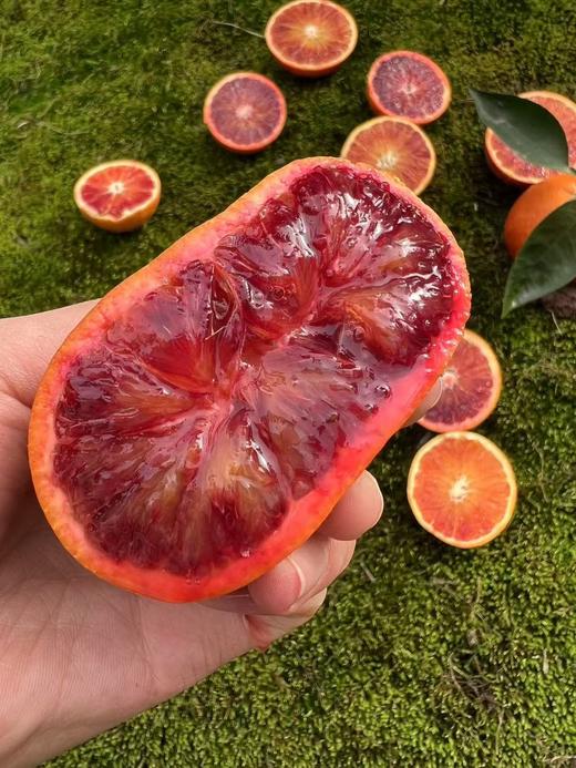 【会员21.5/4颗】李子妃重庆垫江长寿湖血橙 商品图10