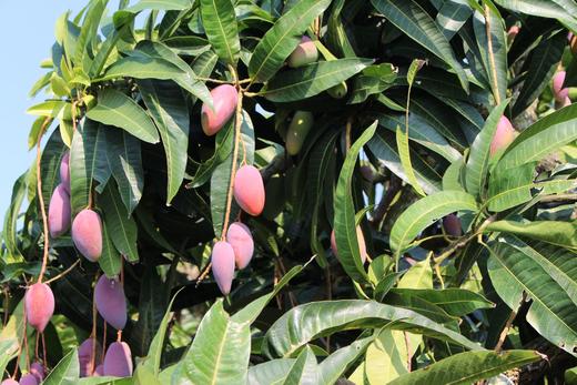 【树上熟贵妃芒】肉厚核薄 甜香满溢，甜度可达15-20度，新鲜采摘，自然成熟 CC 商品图6